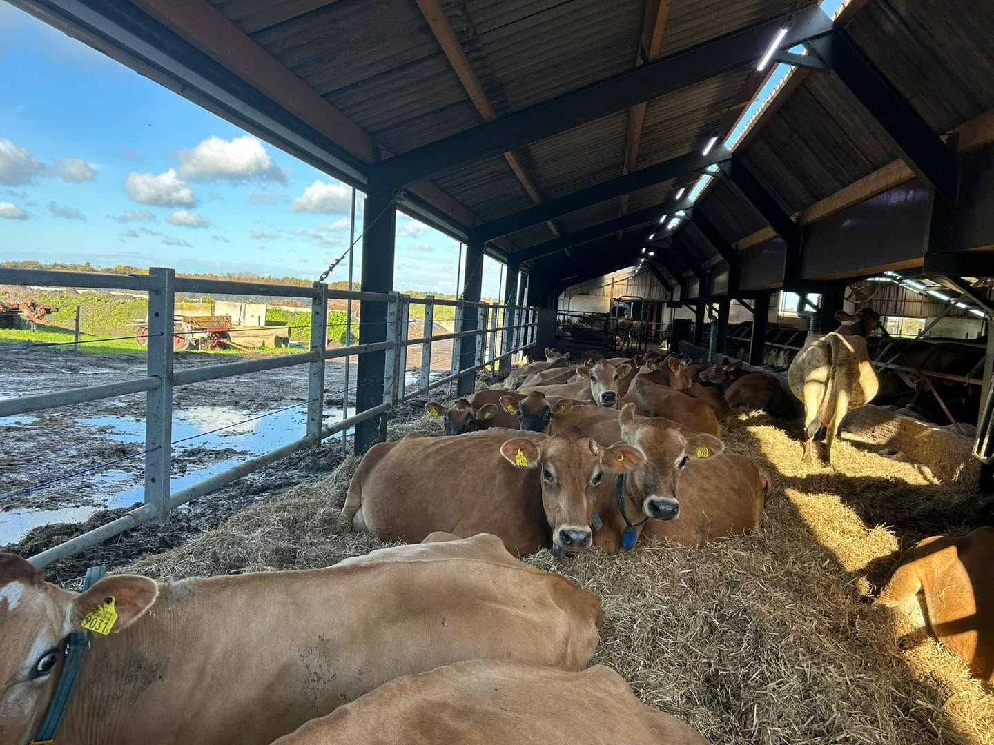 Jersey cows resting in the straw barn